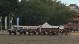 Link to Video | Oktoberfest, October, Volksfest, show, Munich, Full High Definition, Germany, Tracht, 2010s, 2010, color, Artiodactyla, attraction, traditional costume, performance, folklore, tourist attraction, Theresienwiese, horse, Bayerisches Zentral-Landwirtschaftsfest, Bavaria