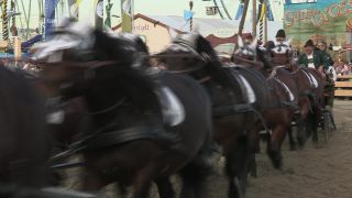 Link to Video | Oktoberfest, October, Volksfest, show, Munich, Full High Definition, Germany, Tracht, 2010s, 2010, color, Artiodactyla, attraction, traditional costume, performance, folklore, tourist attraction, Theresienwiese, horse, Bayerisches Zentral-Landwirtschaftsfest, Bavaria