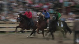 Link to Video | Oktoberfest, October, Volksfest, show, Munich, Full High Definition, Germany, Tracht, 2010s, 2010, color, Artiodactyla, attraction, traditional costume, performance, folklore, tourist attraction, Theresienwiese, horse, Bayerisches Zentral-Landwirtschaftsfest, Bavaria