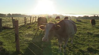 Link to Video | autumn