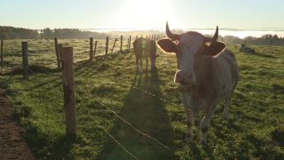 Link to Video | autumn