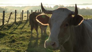 Link to Video | autumn