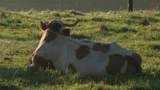 Link to Video | autumn