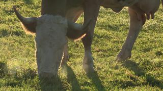 Link to Video | autumn