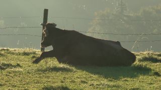 Link to Video | autumn