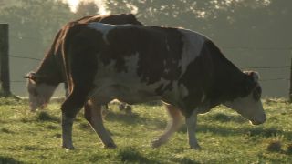 Link to Video | autumn