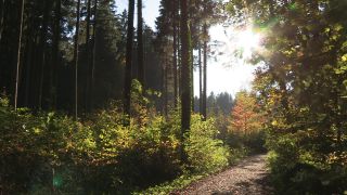 Link to Video | autumn