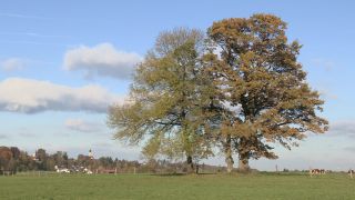 Link to Video | autumn