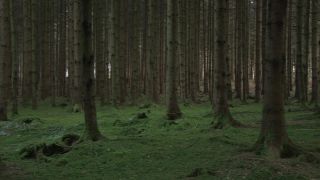 Link to Video | winter