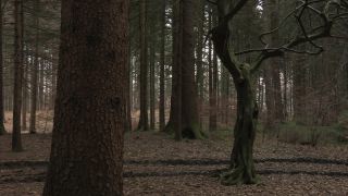 Link to Video | winter