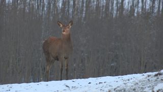 Link to Video | winter