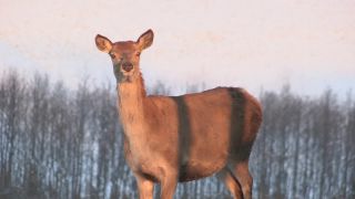 Link to Video | winter