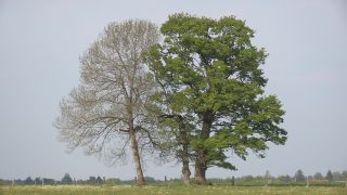 Link to Video | landscape, tree, broad-leaved tree, Full High Definition, Germany, 2011, color, season, linden tree, nature, Bavaria
