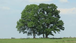 Link to Video | landscape, tree, broad-leaved tree, Full High Definition, Germany, 2011, color, season, linden tree, nature, Bavaria