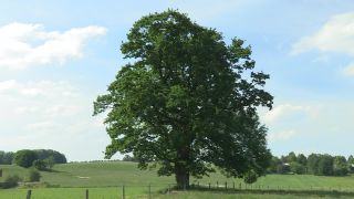 Link to Video | landscape, tree, Full High Definition, Germany, 2011, color, sky, nature, Bavaria