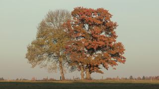 Link to Video | landscape, tree, broad-leaved tree, Full High Definition, Germany, 2011, color, season, linden tree, nature, Bavaria