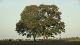 Link to Video | landscape, tree, broad-leaved tree, Full High Definition, Germany, 2011, color, season, linden tree, nature, Bavaria