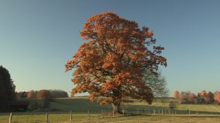 Link to Video | landscape, tree, Full High Definition, Germany, 2011, color, sky, nature, Bavaria
