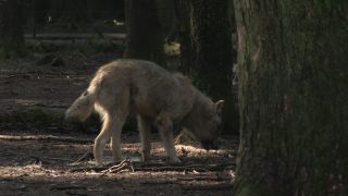 Link to Video | mammal, April, Full High Definition, wolf, 2012, Carnivora, Isegrimm, forest, animal, nature