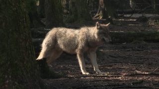 Link to Video | mammal, April, Full High Definition, wolf, 2012, Carnivora, Isegrimm, forest, animal, nature