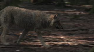 Link to Video | mammal, April, Full High Definition, wolf, 2012, Carnivora, Isegrimm, forest, animal, nature
