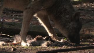 Link to Video | mammal, April, Full High Definition, wolf, 2012, Carnivora, Isegrimm, forest, animal, nature