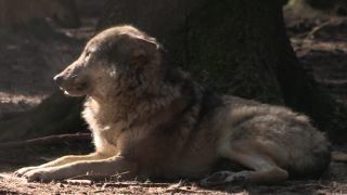 Link to Video | mammal, April, Full High Definition, wolf, 2012, Carnivora, Isegrimm, forest, animal, nature