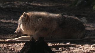 Link to Video | mammal, April, Full High Definition, wolf, 2012, Carnivora, Isegrimm, forest, animal, nature