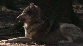 Link to Video | mammal, April, Full High Definition, wolf, 2012, Carnivora, Isegrimm, forest, animal, nature