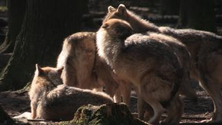 Link to Video | mammal, April, Full High Definition, wolf, 2012, Carnivora, Isegrimm, forest, animal, nature