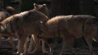 Link to Video | mammal, April, Full High Definition, wolf, 2012, Carnivora, Isegrimm, forest, animal, nature