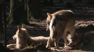 Link to Video | mammal, April, Full High Definition, wolf, 2012, Carnivora, Isegrimm, forest, animal, nature