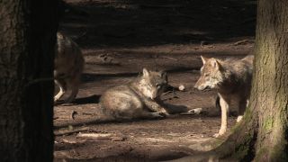 Link to Video | mammal, April, Full High Definition, wolf, 2012, Carnivora, Isegrimm, forest, animal, nature