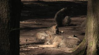 Link to Video | mammal, April, Full High Definition, wolf, 2012, Carnivora, Isegrimm, forest, animal, nature