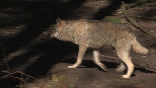 Link to Video | mammal, April, Full High Definition, wolf, 2012, Carnivora, Isegrimm, forest, animal, nature