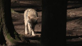Link to Video | mammal, April, Full High Definition, wolf, 2012, Carnivora, Isegrimm, forest, animal, nature