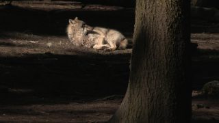 Link to Video | mammal, April, Full High Definition, wolf, 2012, Carnivora, Isegrimm, forest, animal, nature