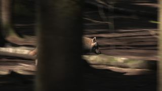 Link to Video | mammal, April, Full High Definition, wolf, 2012, Carnivora, Isegrimm, forest, animal, nature