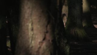 Link to Video | mammal, April, Full High Definition, wolf, 2012, Carnivora, Isegrimm, forest, animal, nature