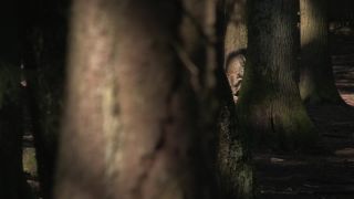 Link to Video | mammal, April, Full High Definition, wolf, 2012, Carnivora, Isegrimm, forest, animal, nature