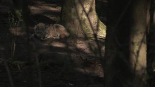 Link to Video | mammal, April, Full High Definition, wolf, 2012, Carnivora, Isegrimm, forest, animal, nature