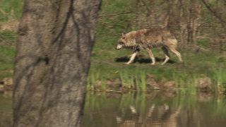 Link to Video | mammal, April, Full High Definition, wolf, 2012, Carnivora, Isegrimm, forest, animal, nature