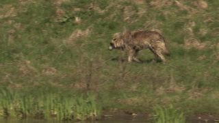 Link to Video | mammal, April, Full High Definition, wolf, 2012, Carnivora, Isegrimm, forest, animal, nature