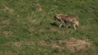 Link to Video | mammal, April, Full High Definition, wolf, 2012, Carnivora, Isegrimm, forest, animal, nature