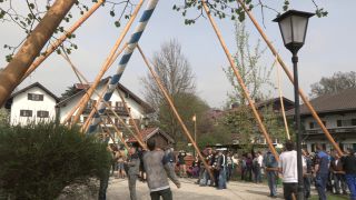 Link to Video | Upper Bavaria, community, Full High Definition, 2013, Deining (Egling), color, custom, May 1, municipality in Germany, village, teamwork, maypole, tradition, May Day, Bavaria