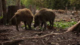 Link to Video | mammal, May, spring, wild animal, Full High Definition, Germany, 2013, color, forest, day, Sus scrofa, animal