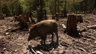 Link to Video | mammal, May, spring, wild animal, Full High Definition, Germany, 2013, color, forest, day, Sus scrofa, animal