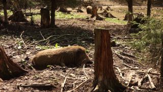 Link to Video | mammal, May, spring, wild animal, Full High Definition, Germany, 2013, color, forest, day, Sus scrofa, animal