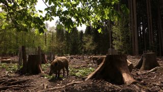 Link to Video | mammal, May, spring, wild animal, Full High Definition, Germany, 2013, color, forest, day, Sus scrofa, animal
