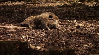 Link to Video | mammal, May, spring, wild animal, Full High Definition, Germany, 2013, color, forest, day, Sus scrofa, animal